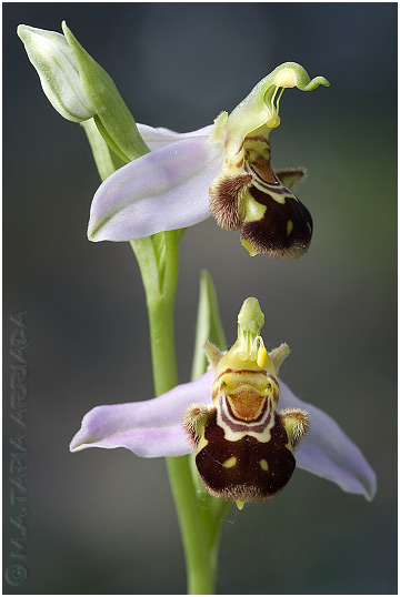 Ophrys apifera 4