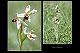Ophrys apifera 1