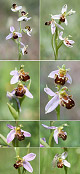 Ophrys apifera Artxibo