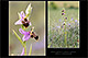 Ophrys%20apiferaxOphrys%20scolopaxTX1