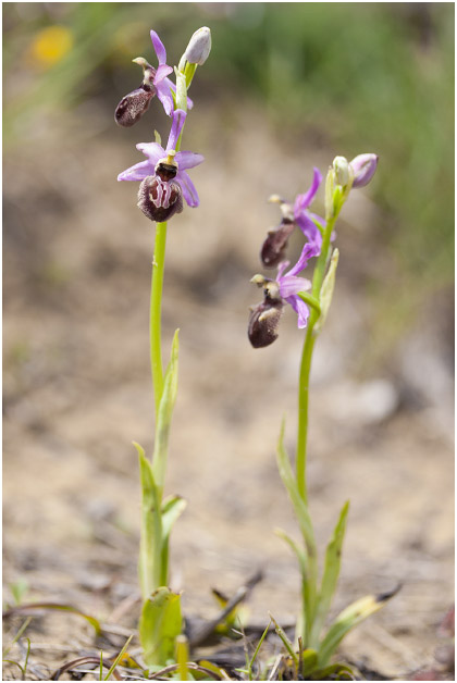 Ophrys aveyronensis 1