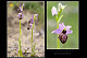 Ophrys aveyronensis 1