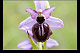 Ophrys aveyronensis 3