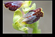 Ophrys bilunulata 2
