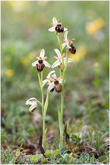 Ophrys castellana 2