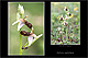 Ophrys castellana 1