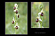 Ophrys castellana 3