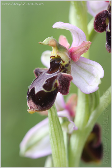 Ophrys scolopax x Ophrys castellana 2