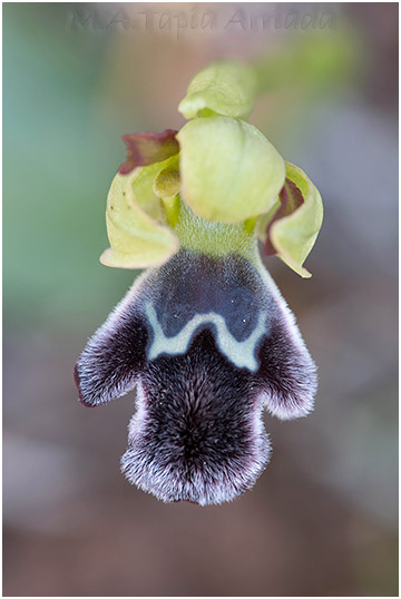 Ophrys castellana 4