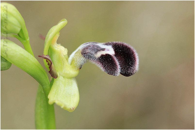Ophrys castellana 5