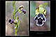 Ophrys dyris 2