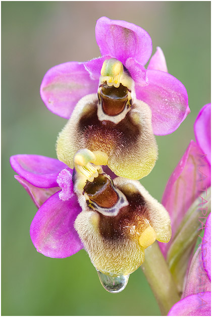 Ophrys ficalhoana 1