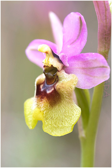 Ophrys ficalhoana 2