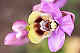 Ophrys ficalhoana 2
