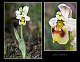 Ophrys ficalhoana 3