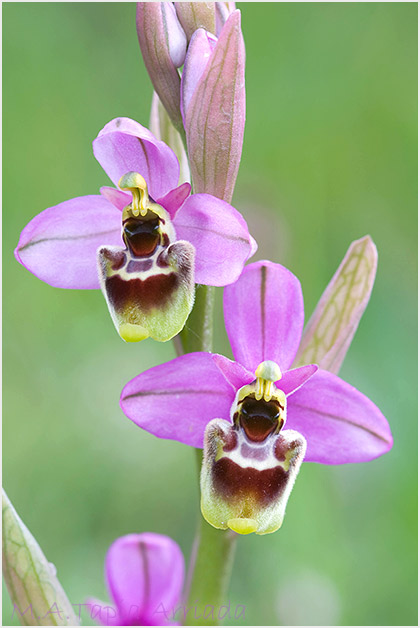 Ophrys ficalhoana x Ophrys scolopax 1