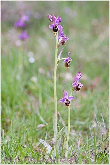 Ophrys ficalhoana x Ophrys scolopax 2