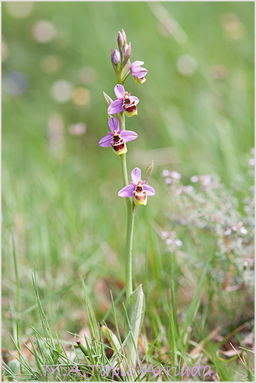 Ophrys ficalhoana x Ophrys scolopax 4
