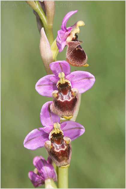 Ophrys ficalhoana x Ophrys scolopax 5