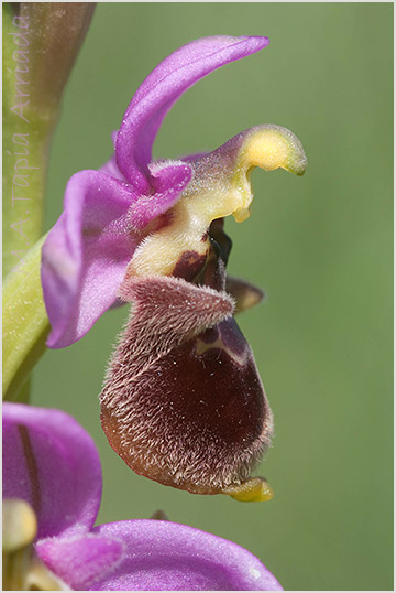 Ophrys ficalhoana x Ophrys scolopax 6