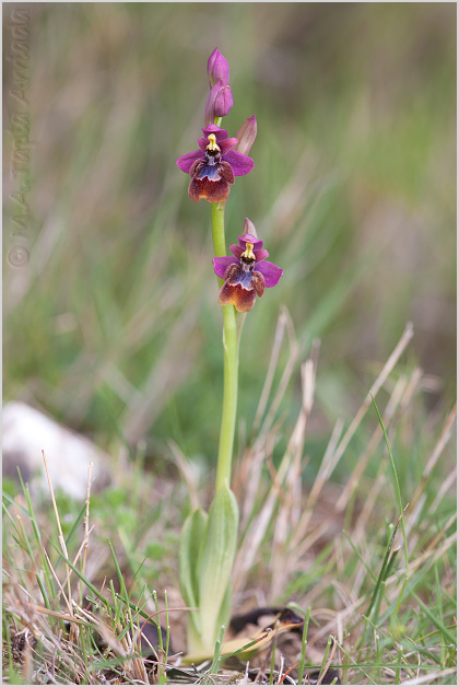 Ophrys ficalhoana x Ophrys speculum 1