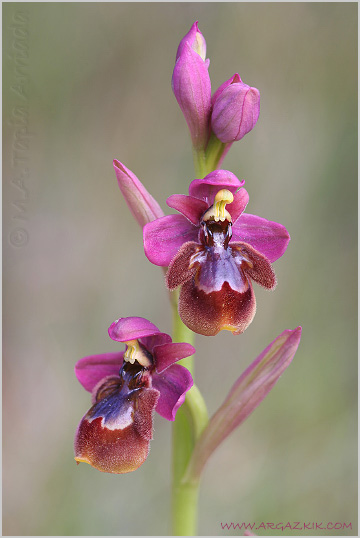 Ophrys ficalhoana x Ophrys speculum 2