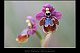 Ophrys ficalhoana x Ophrys speculum 2