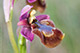 Ophrys ficalhoana x Ophrys speculum 3