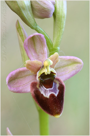 Ophrys ficalhoanax Ophrys sphegodes 2