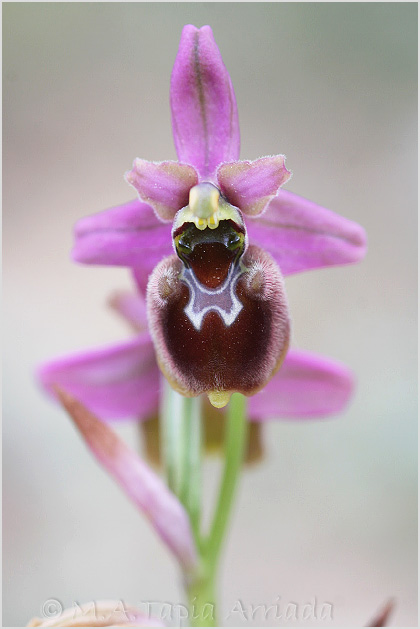 Ophrys ficalhoanax Ophrys sphegodes  3