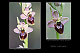 Ophrys ficalhoanax Ophrys sphegodes 1