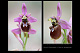 Ophrys ficalhoanax Ophrys sphegodes 2