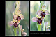 Ophrys ficalhoanax Ophrys sphegodes 3