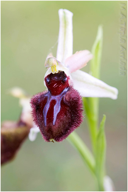 Ophrys incubacea 1