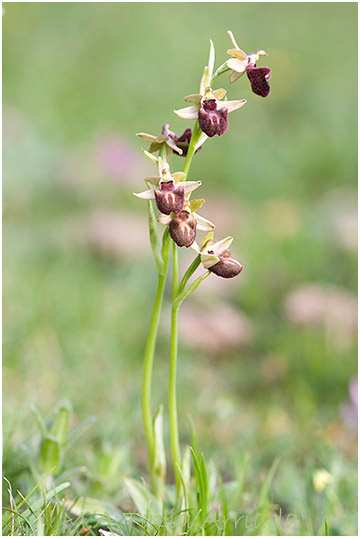 Ophrys incubacea 2