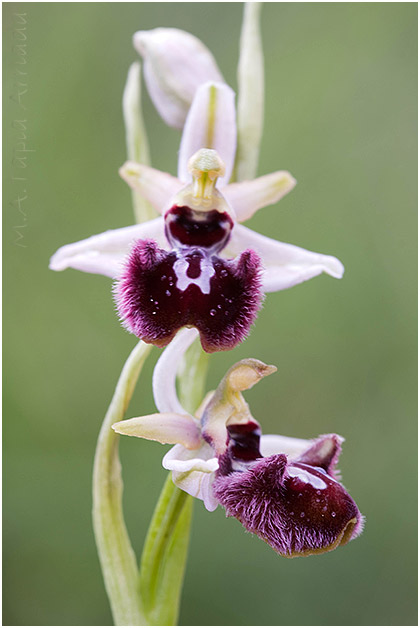 Ophrys incubacea 4