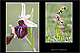 Ophrys incubacea 1