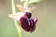 Ophrys insectifera 2