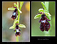 Ophrys insectifera 1