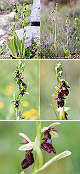 Ophrys insectifera Artxibo