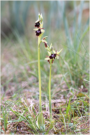 Ophrys insectifera x Ophrys sphegodes 2