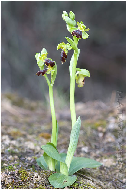 Ophrys lupercalis photo 1