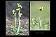 Ophrys lupercalis 1