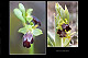 Ophrys lupercalis 2