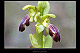 Ophrys lupercalis 3