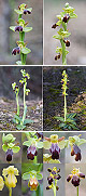 Ophrys lupercalis 4