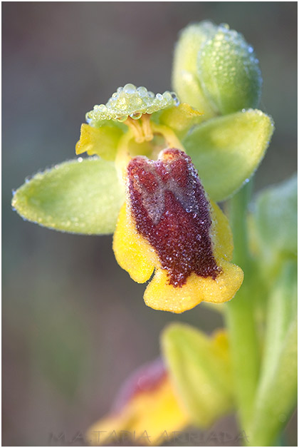 Ophrys lutea 1