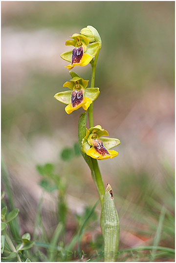 Ophrys lutea 2