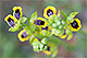 Ophrys lutea 3