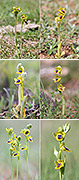 Ophrys lutea Artxibo